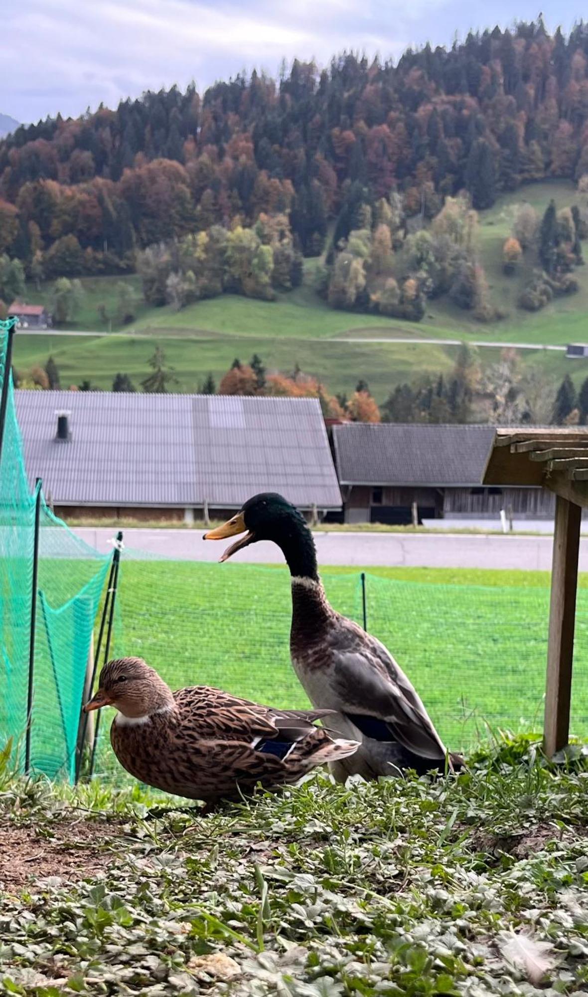 Ferienwohnung Schoenenbuehl Hittisau Dış mekan fotoğraf